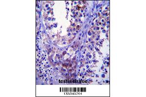 SDF2L1 Antibody immunohistochemistry analysis in formalin fixed and paraffin embedded human testis tissue followed by peroxidase conjugation of the secondary antibody and DAB staining. (SDF2L1 antibody  (C-Term))