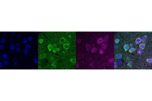 PCP4 antibody