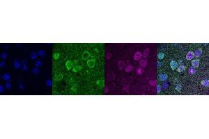 Immunohistochemistry (IHC) image for anti-Purkinje Cell Protein 4 (PCP4) antibody (ABIN7456266) (PCP4 antibody)