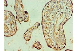 Immunohistochemistry of paraffin-embedded human placenta tissue using ABIN7161554 at dilution of 1:100 (NAB2 antibody  (AA 1-200))