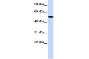 Image no. 1 for anti-Receptor-Interacting Serine-threonine Kinase 2 (RIPK2) (C-Term) antibody (ABIN6744346) (RIPK2 antibody  (C-Term))