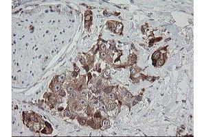 Image no. 2 for anti-Mitochondrial Ribosomal Protein S34 (MRPS34) antibody (ABIN1499564) (MRPS34 antibody)