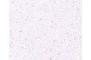Immunohistochemical staining of rat liver cells with MEOX1 polyclonal antibody  at 10 ug/mL. (MEOX1 antibody  (Internal Region))