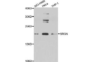 Western blot analysis of extracts of various cell lines, using SRGN antibody.
