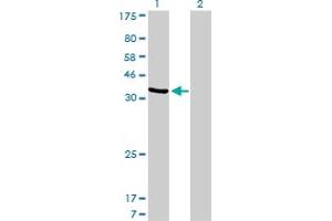 AKR1D1 antibody  (AA 227-326)