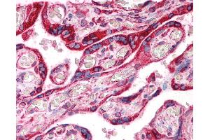 Anti-Calnexin antibody IHC of human placenta. (Calnexin antibody  (AA 109-274))