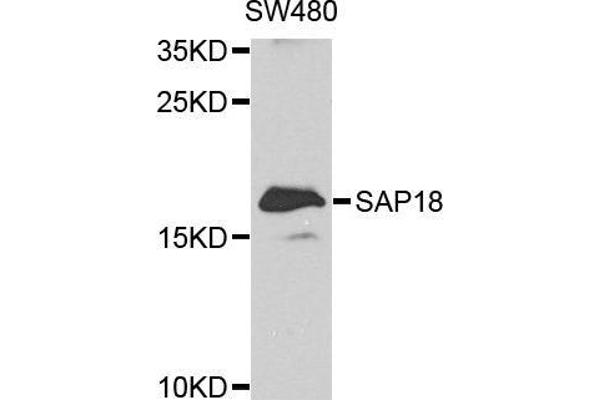 SAP18 抗体  (AA 21-172)