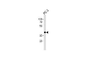 Western blot analysis in PC-3 cell line lysates (35ug/lane).