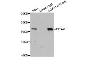 Immunoprecipitation analysis of 200 μg extracts of 293T cells using 1 μg DDX41 antibody (ABIN5973951).