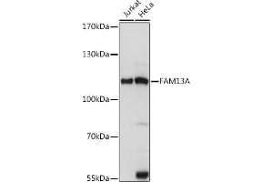 Western blot analysis of extracts of various cell lines, using FA antibody (ABIN7267109) at 1:1000 dilution. (FAM13A antibody  (AA 1-200))