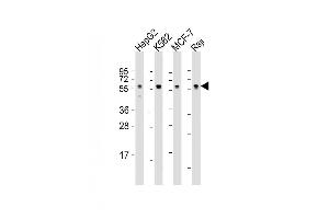Lane 1: HepG2 Cell lysates, Lane 2: K562 Cell lysates, Lane 3: MCF-7 Cell lysates, Lane 4: Raji Cell lysates, probed with MPIP3 (1535CT627. (CDC25C antibody)