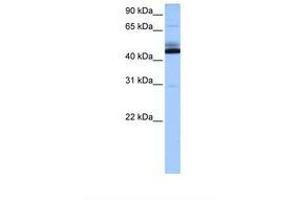 Image no. 1 for anti-Chromosome 15 Open Reading Frame 27 (C15orf27) (AA 226-275) antibody (ABIN6739377) (C15orf27 antibody  (AA 226-275))