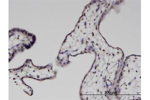 Immunoperoxidase of monoclonal antibody to PTMS on formalin-fixed paraffin-embedded human placenta. (Parathymosin antibody  (AA 1-102))