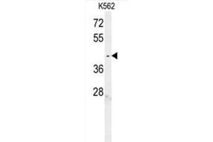 C6orf58 Antibody (Center) western blot analysis in K562 cell line lysates (35µg/lane). (C6ORF58 antibody  (Middle Region))