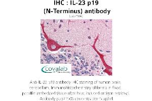 Image no. 2 for anti-Interleukin 23, alpha subunit p19 (IL23A) antibody (ABIN1735879) (IL23A antibody)