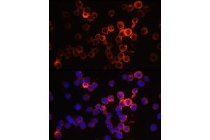 Immunofluorescence (IF) image for anti-Elastase, Neutrophil Expressed (ELANE) (AA 30-267) antibody (ABIN6140110)