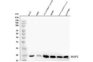 Western blot analysis of DUSP3 using anti-DUSP3 antibody (ABIN7601613).