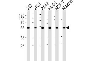 Western blot analysis of lysates from 293, 293T, A549, HL-60, MCF-7 cell line and mouse brain tissue lysate (from left to right), using DKK3 Antibody (A30) at 1:1000 at each lane. (DKK3 antibody  (N-Term))