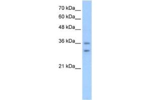 Western Blotting (WB) image for anti-Olfactory Receptor, Family 6, Subfamily C, Member 70 (OR6C70) antibody (ABIN2462825) (OR6C70 antibody)