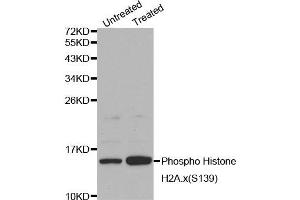 Western blot analysis on Jurkat cell lysates using Phospho-Histone H2A. (H2AFX antibody  (pSer139))
