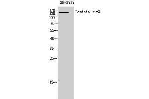 Western Blotting (WB) image for anti-Laminin, gamma 3 (LAMC3) (C-Term) antibody (ABIN3185355) (LAMC3 antibody  (C-Term))