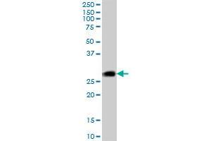 DNAJC5 antibody  (AA 1-198)