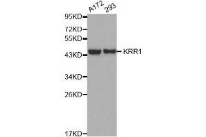 KRR1 antibody  (AA 1-381)