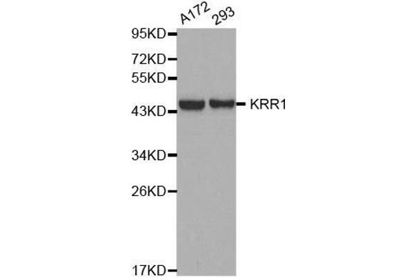 KRR1 antibody  (AA 1-381)