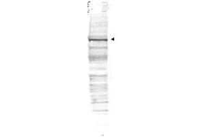 Western blot using  Affinity Purified anti-cdc27 antibody shows detection of a band ~90 kDa corresponding to human cdc27 (arrowhead). (CDC27 antibody  (AA 422-430))