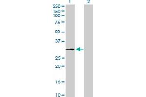 HAUS1 antibody  (AA 1-278)