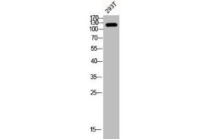 Western Blot analysis of 293T cells using Phospho-FAK (Y407) Polyclonal Antibody (FAK antibody  (pTyr407))