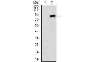 Fig. (CD73 antibody  (AA 30-250))