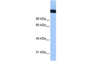 Western Blotting (WB) image for anti-DEAD (Asp-Glu-Ala-Asp) Box Polypeptide 42 (DDX42) antibody (ABIN2461347)