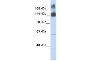 Western Blotting (WB) image for anti-Kinectin 1 (Kinesin Receptor) (KTN1) antibody (ABIN2458912) (KTN1 antibody)