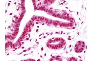 Anti-NFYC antibody IHC staining of human breast. (NFYC antibody  (AA 408-458))