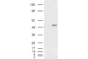 Western Blotting (WB) image for anti-Aldehyde Dehydrogenase 1 Family, Member A1 (ALDH1A1) (Internal Region) antibody (ABIN2465389) (ALDH1A1 antibody  (Internal Region))