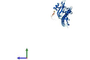 AlphaFold protein structure predicition of Human Recombinant CLEC12B Protein, UniprotID Q2HXU8 (CLEC12B Protein (AA 1-276) (His tag))