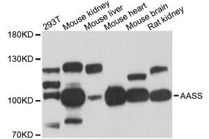 Western blot analysis of extracts of various cell lines, using AASS antibody (ABIN6291563) at 1:3000 dilution.