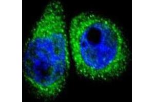 Immunofluorescence (IF) image for anti-Cytochrome P450, Family 7, Subfamily B, Polypeptide 1 (CYP7B1) antibody (ABIN3003910) (CYP7B1 antibody)