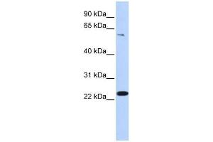 ZNF460 antibody used at 0.