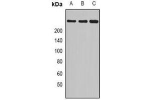 Western blot analysis of Myosin 1 expression in mouse heart (A), rat skeletal muscle (B), rat heart (C) whole cell lysates.