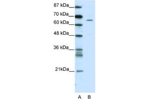 Western Blotting (WB) image for anti-Zinc Finger Protein 205 (ZNF205) antibody (ABIN2461698)