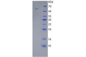 SDS-PAGE analysis of Mouse WNT10A Protein.