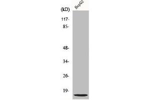 Western Blot analysis of Jurkat cells using NDUFA4L2 Polyclonal Antibody (NDUFA4L2 antibody  (C-Term))