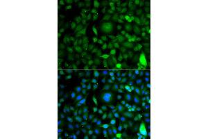 Immunofluorescence analysis of A549 cell using DPF1 antibody. (DPF1 antibody)