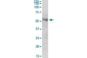 CENPT MaxPab polyclonal antibody. (CENPT antibody  (AA 1-299))
