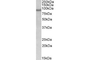 ABIN571282 (0. (NPAS4 antibody  (Internal Region))