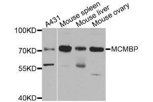Western blot analysis of extracts of various cell lines, using MCMBP antibody.