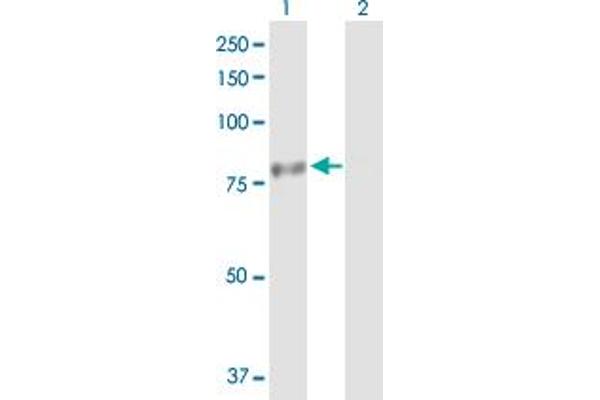 PHTF1 antibody  (AA 1-637)