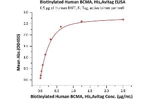 Immobilized Human BAFF, Fc Tag, active trimer (ABIN6972950) at 5 μg/mL (100 μL/well) can bind Biotinylated Human BCMA, His,Avitag (ABIN5954934,ABIN6253624) with a linear range of 0.